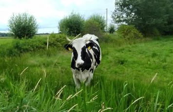 Mooroase Bauerngarten - Ovelgönne - Nordsee - Weser - Jade - Foto 29