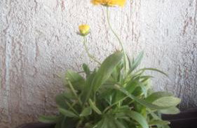 Apartment Butterfly Split - for rest and relaxation - Foto 33