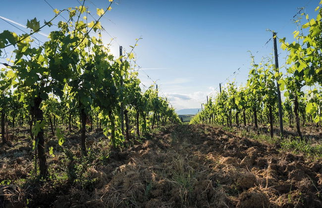 Agriturismo Casetta I^ - Photo 20