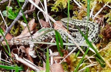 Newfoundland Cottage - Photo 41