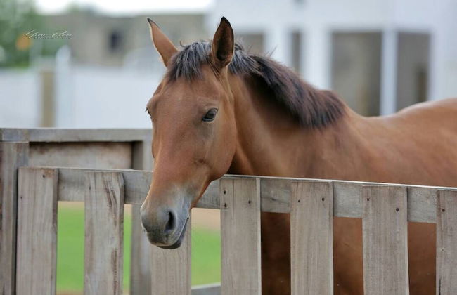 St Georges - Foto 11