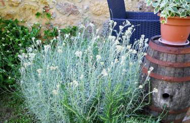 CLAUDIA VACANZA TOSCANA - Appartamento Melograno -10 min da Siena - Foto 8