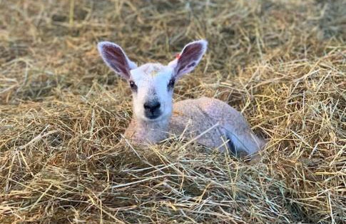 18th Century Farmhouse, England Wales Border, Breathtaking Views - Foto 49