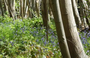 Oak Cottage with private log fired hot tub - Foto 22