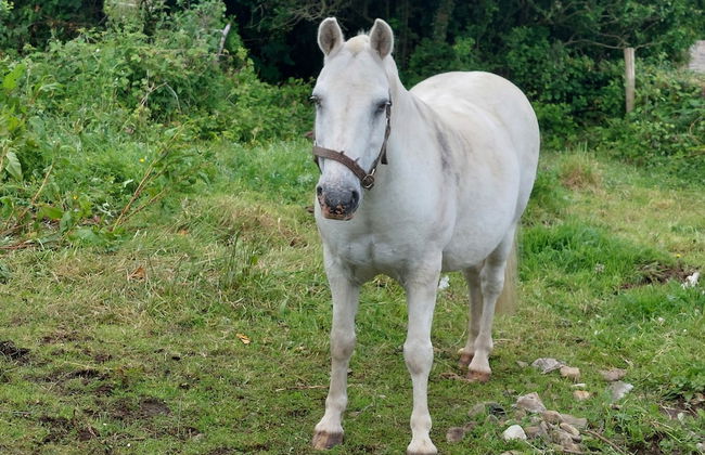 One Bed Apartment in Carrigart for Couple on WAW - Foto 18