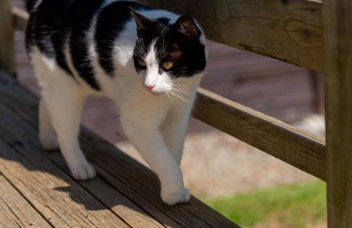 Chalet Lodge 5 by Interhome - Foto 31