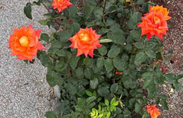 Elea Houses - Foto 44