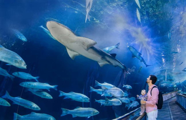 Biglietti per l'Aquarium of the Bay - Foto 8