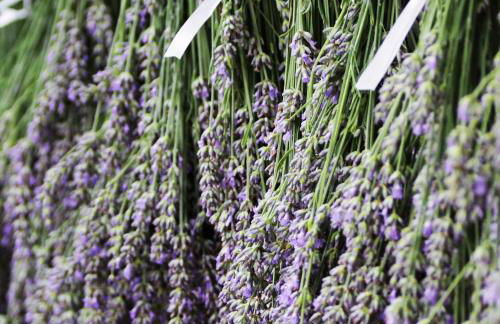 La Valeriana Farm Apartments - Foto 15