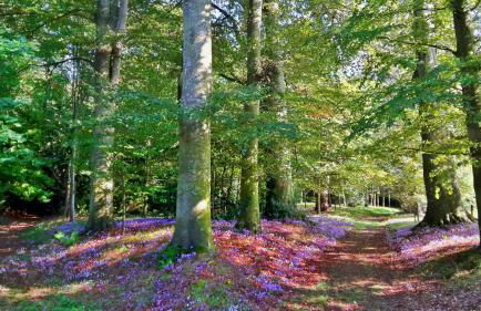 L'Orangerie - Foto 7