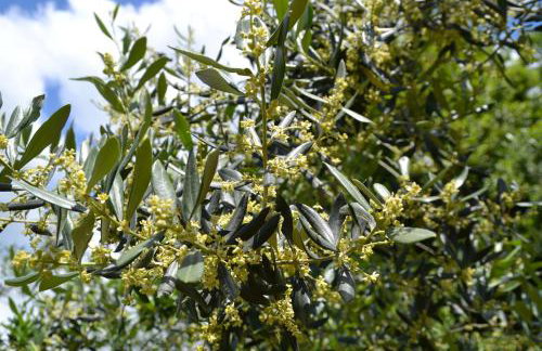 Apartments Villa San Vito - Foto 8