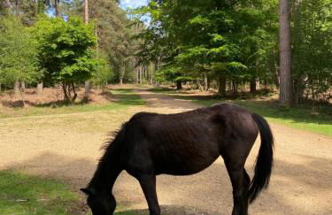 Little Woodside a beautiful New Forest self contained private luxury annexe - Foto 65