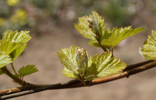 Gisborne Peak Winery Cottages - Foto 50