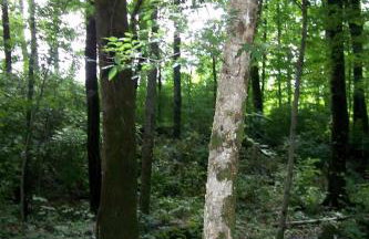 Cozy Tiny House in Tennessee Forest with Loft Beds & Country Breakfast - Foto 10