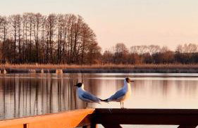 Przystanek Osłonin- całoroczny dom na wynajem - Foto 9