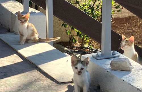 Kokos Traditional Family House - Foto 19