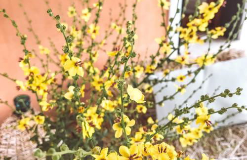 Agriturismo La Sorgente - Foto 16