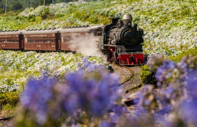 Tren Maria Fumaça + Visita a la Vinícola Aurora - Foto 11