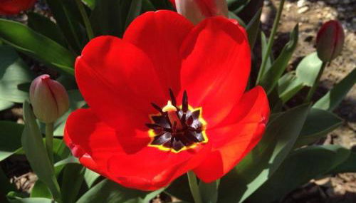 Fattoria Agriturismo Nerbona - Foto 4, Garden