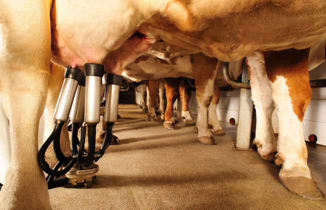 Agriturismo Villa Dafne - Foto 41