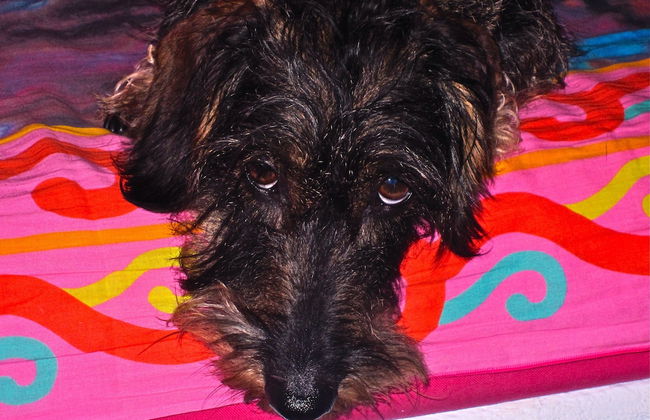 Poecylia Resort - Photo 14