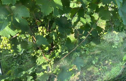 Gästehaus Lydia - Foto 43