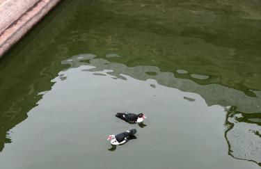 Los Viejitos en Firgas - Foto 67