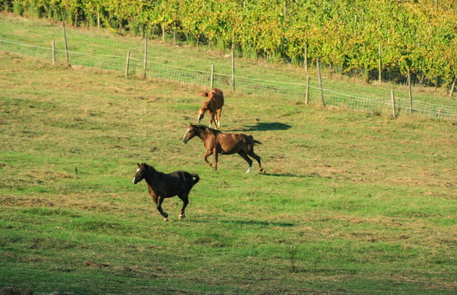 Villa Rignana - The Tuscan Collection - Photo 119