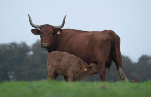 Casa Rural Dehesa de Solana - Foto 39