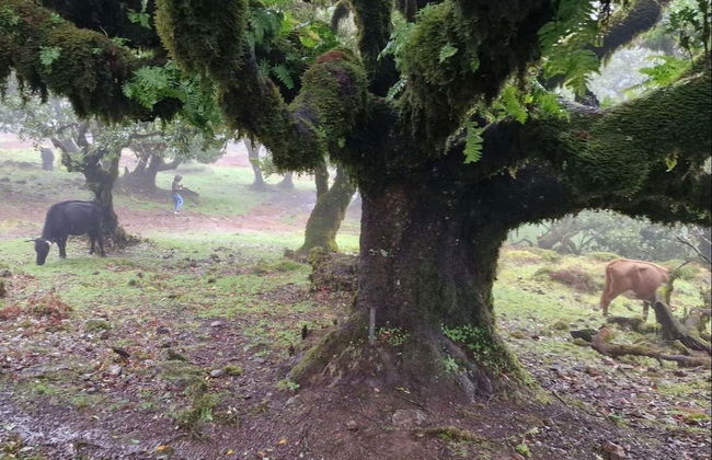 Visite panoramique de l'ouest de Madère - Photo 1
