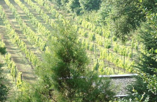 Quinta da Chouza Agroturismo e Enoturismo - Foto 76