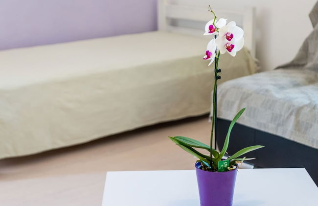 Apartments Kola's Mill - Comfort One Bedroom Apartment With Terrace and Sea View - Foto 2