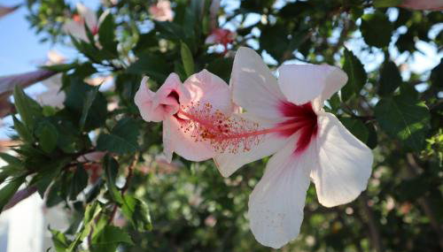 Cottage Leonidas Sun&Art - Foto 3