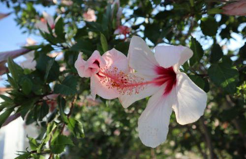 Cottage Leonidas Sun&Art - Foto 3