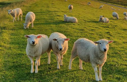 Lieblingsplatz WHG3 - Foto 46