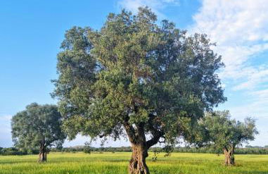 Speroni d'oro - Foto 30