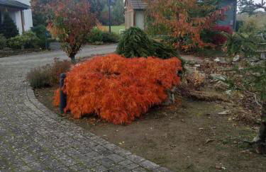 Das gelbe Landhaus - Foto 5