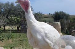 Casa le Gebbie - Photo 51