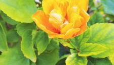 Villa Esmeralda - Foto 5, Garden