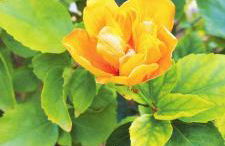 Villa Esmeralda - Foto 5