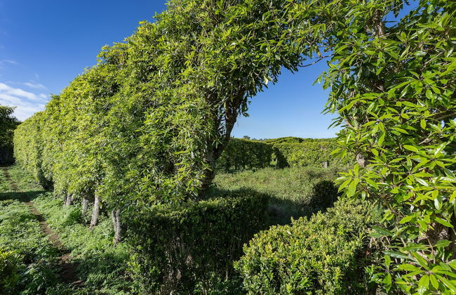 Quinta do Paraizo - Foto 41