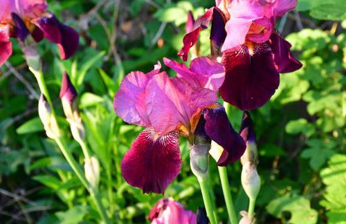 Le Val Clos, appartement dans une maison de maître 19e - Foto 32