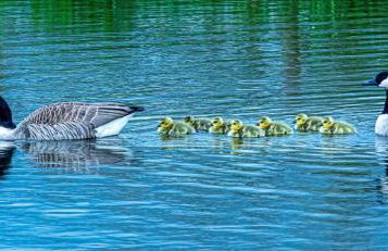 The Saddlery Cheshire - Photo 23