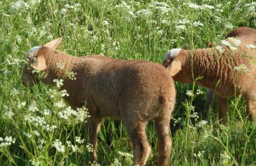 Am Brunnen Merkendorf - Photo 9
