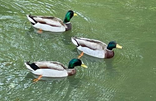 STAIRS OPTIONAL! Lakefront! Pool! On Water! Convenient Fishing! - Photo 32