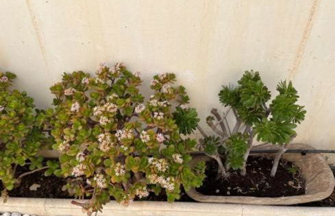 Ferluán II - Foto 69