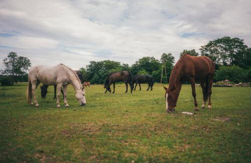 Gaja Top Apartment Horses, Nature Spa, Sea&Lake - Photo 7