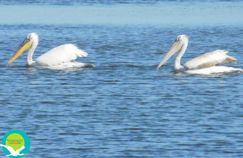 Koronisia Apartments - Foto 67