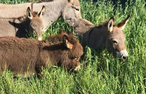 Villa Cantos del Grillo - Foto 8