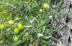 Agriturismo Masseria Sant' Elia - Foto 29